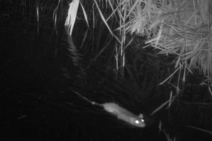 Brown rat